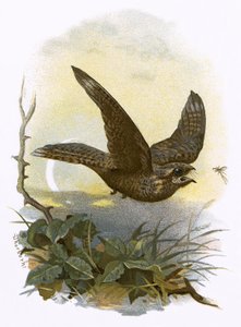 Nightjar